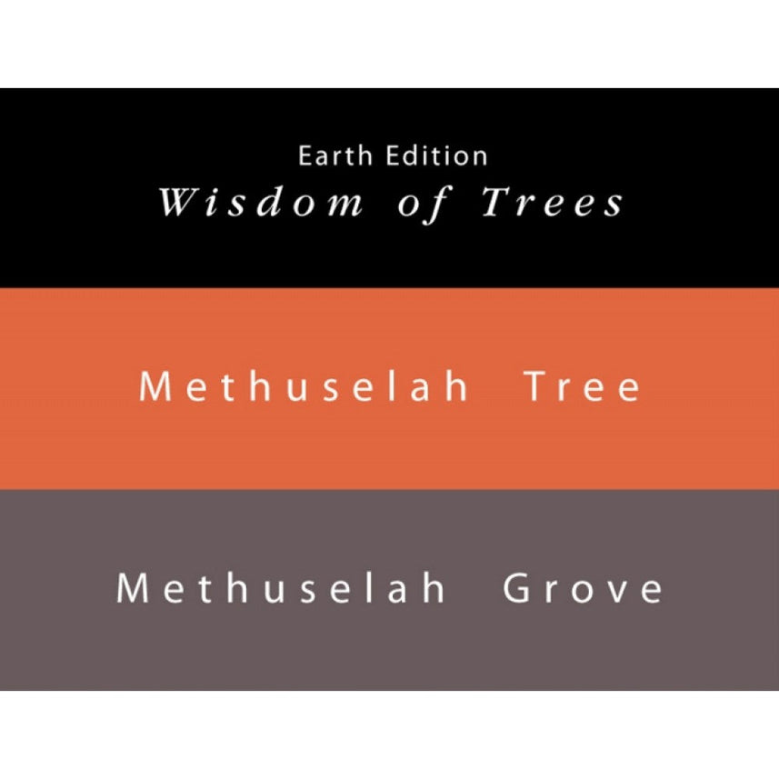 Colorverse Ink | Methuselah Tree | Light Brown | Earth Edition | 65ml & 15ml Set - penpencilink